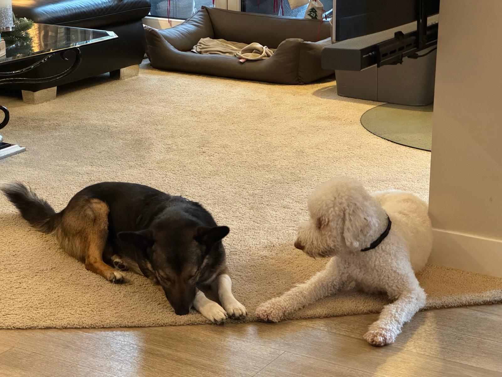 WhatsApp Bild 2025-04-11 um 21.48.34_1fb6bacf