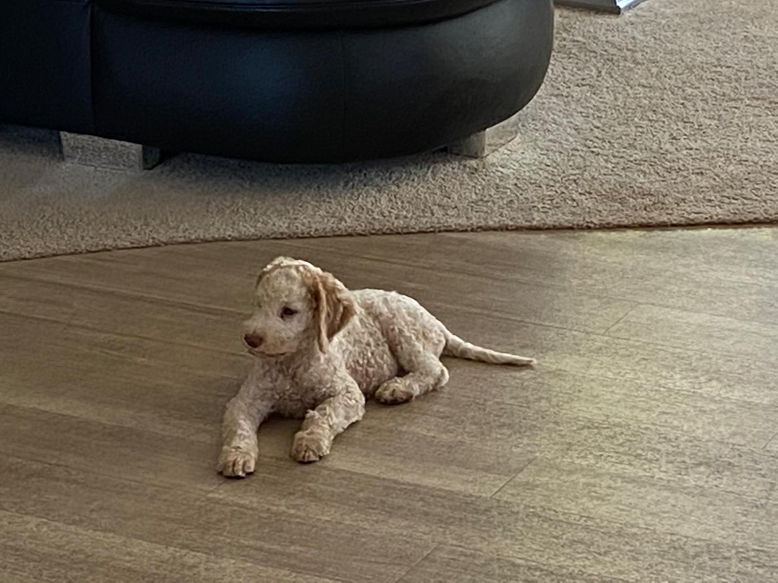 WhatsApp Bild 2025-04-11 um 21.48.34_3796019d