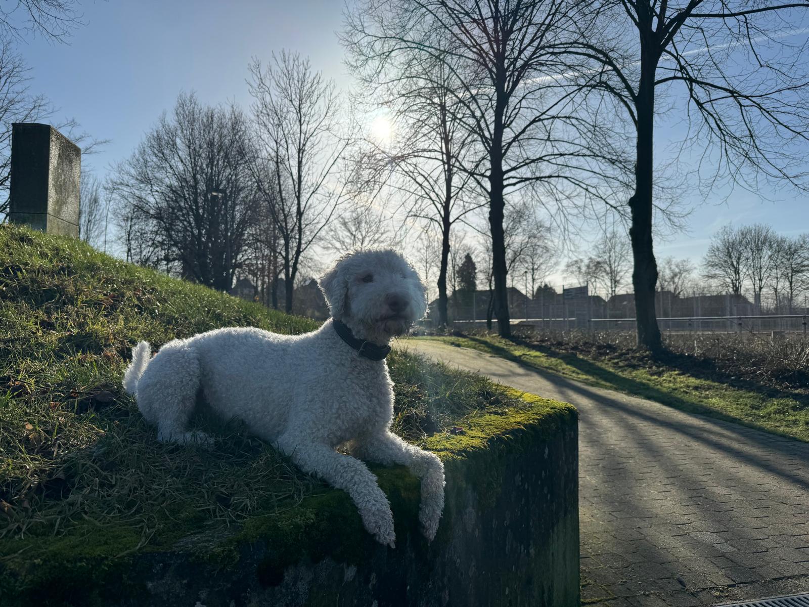 WhatsApp Bild 2025-04-11 um 21.48.34_950b9fb2