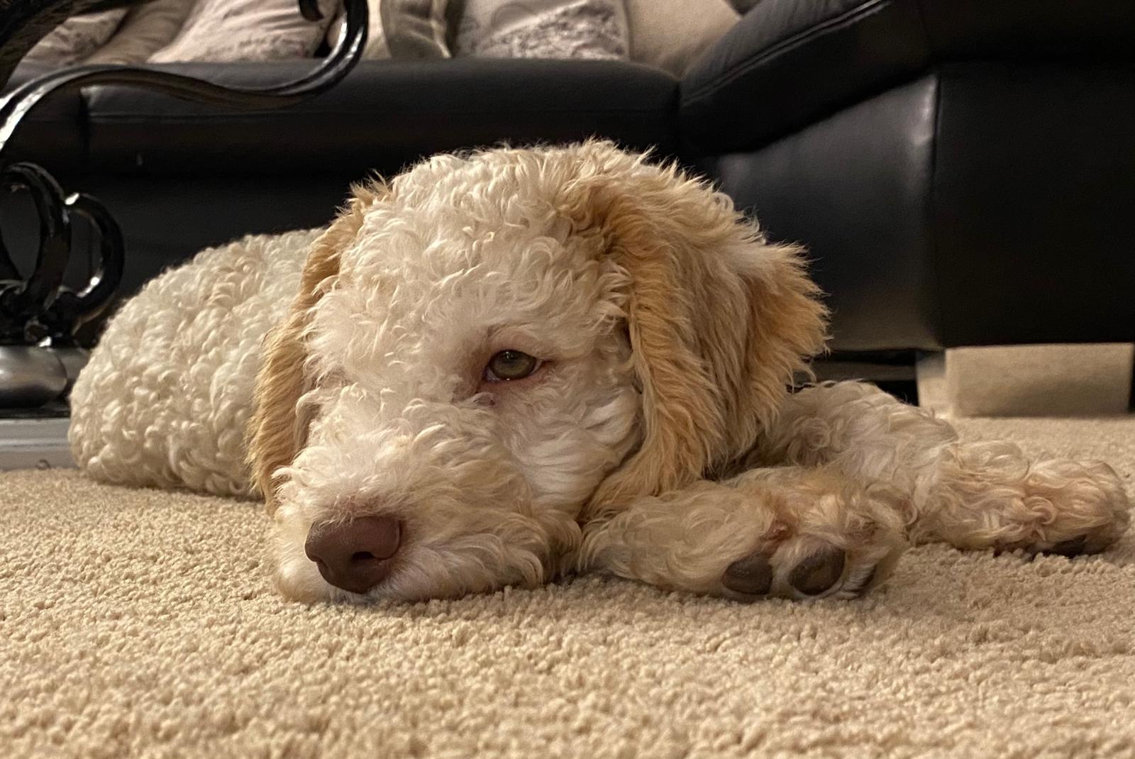 WhatsApp Bild 2025-04-11 um 21.48.34_9eafecf6